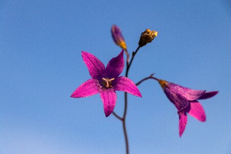 Bloom beautiful flower purple