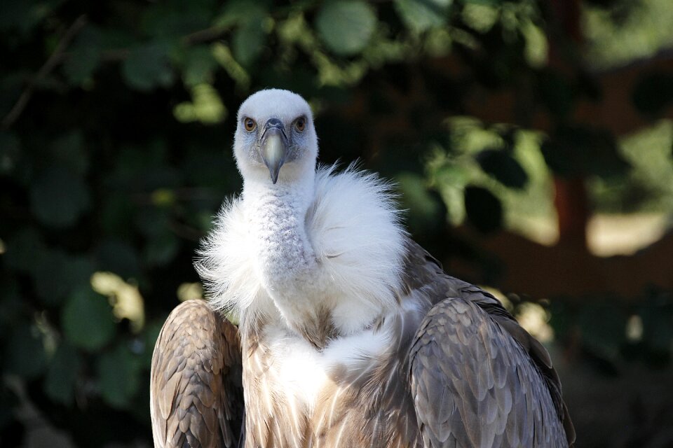 Scavengers animal world feather