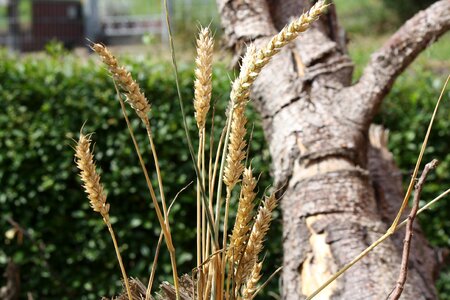 Summer nature wheat