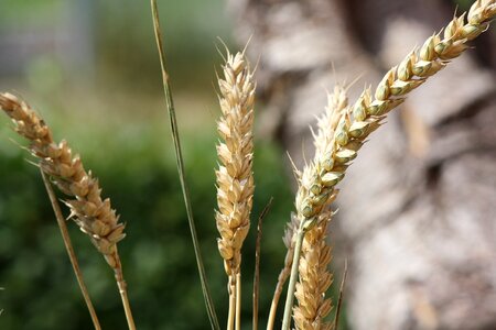 Nature wheat root