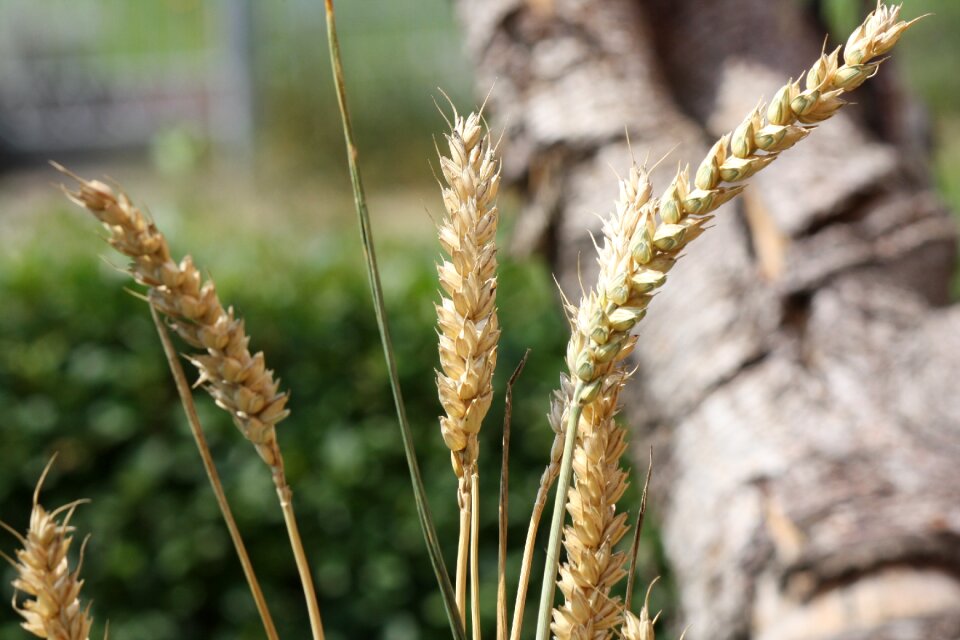 Nature wheat root