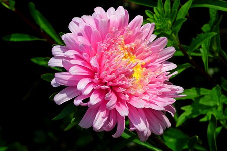 Garden summer nature