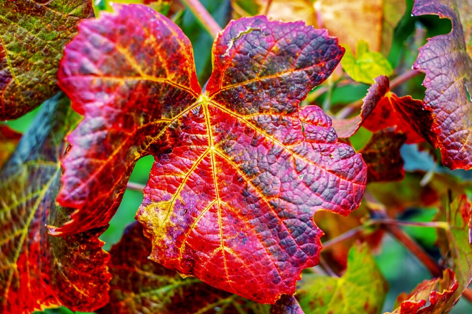 Fall color emerge autumn colours