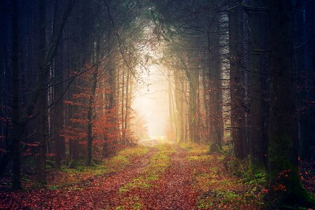 Light nature trees