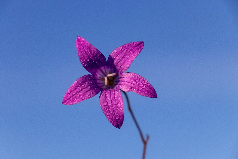Plant beautiful flower spring