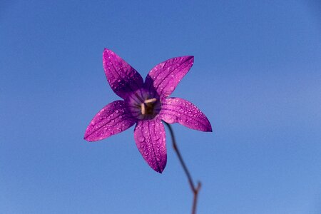 Plant beautiful flower spring