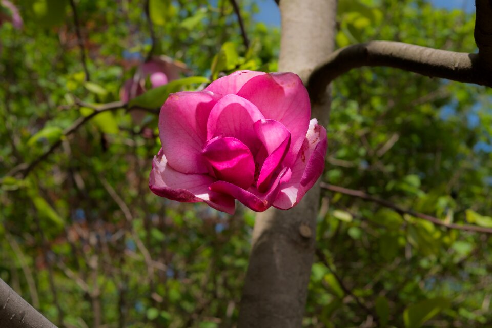 Spring flower garden