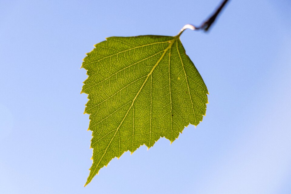 Blue sky nature leaves