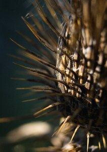 Thistle nature close up