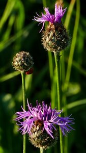 Meadow sun light