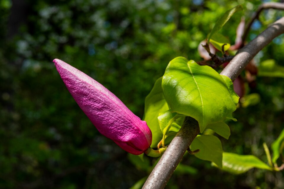 Spring garden flower
