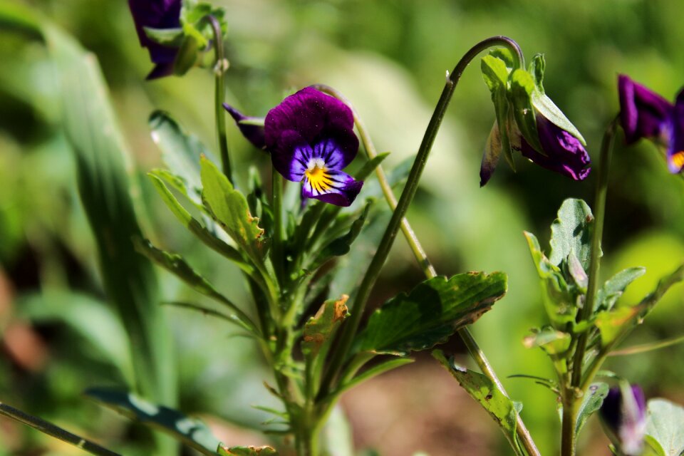 Purple flower spring two year plant