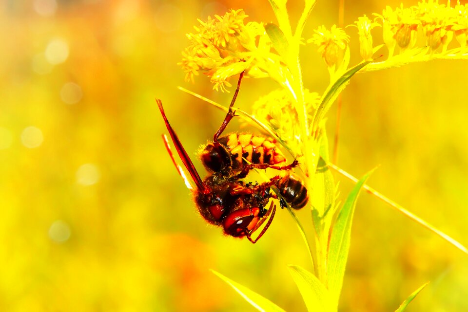 Victim insects animals