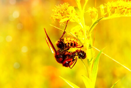 Victim insects animals
