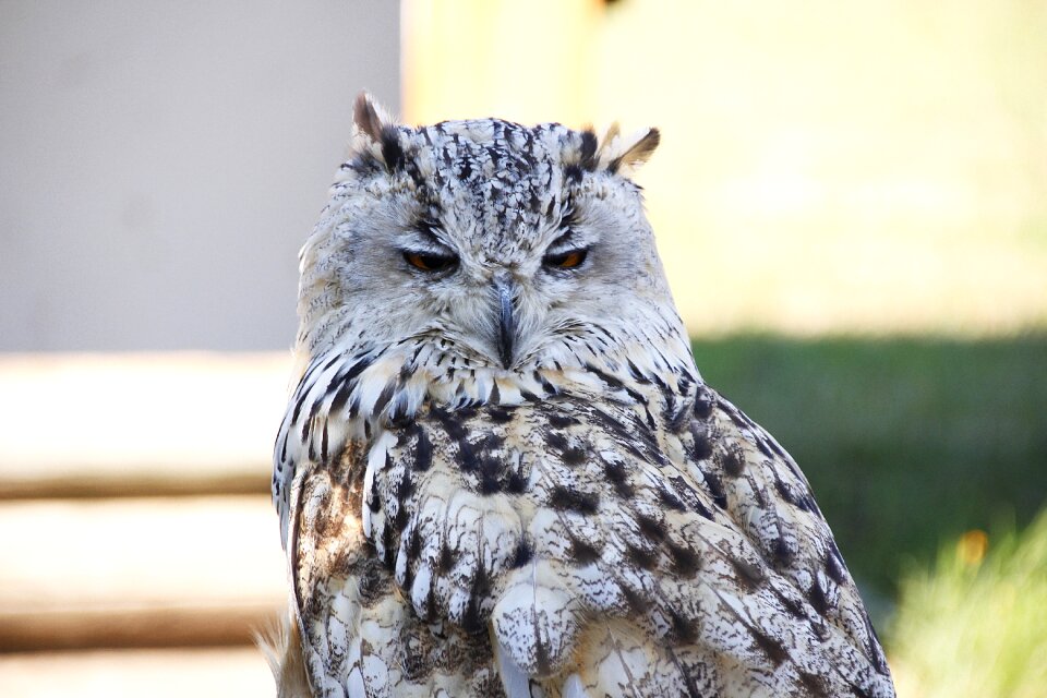 Raptor bird of prey animal
