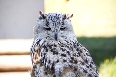 Raptor bird of prey animal photo