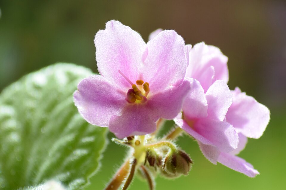 Flowering light nature