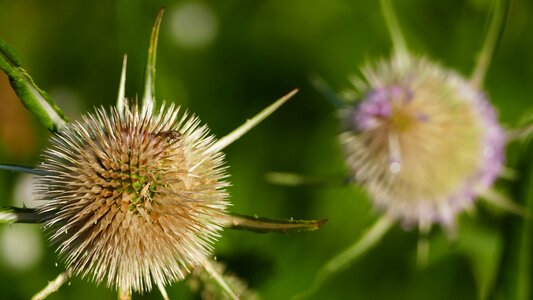 Wayside thistle spur