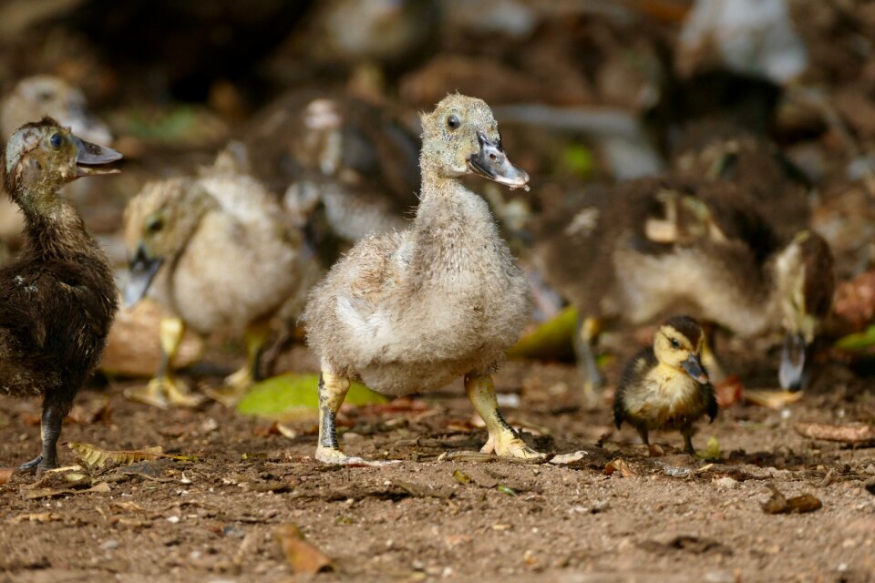 Chicks young birds young bird photo