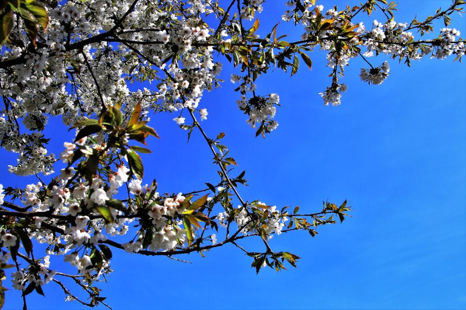 Season nature blue sky
