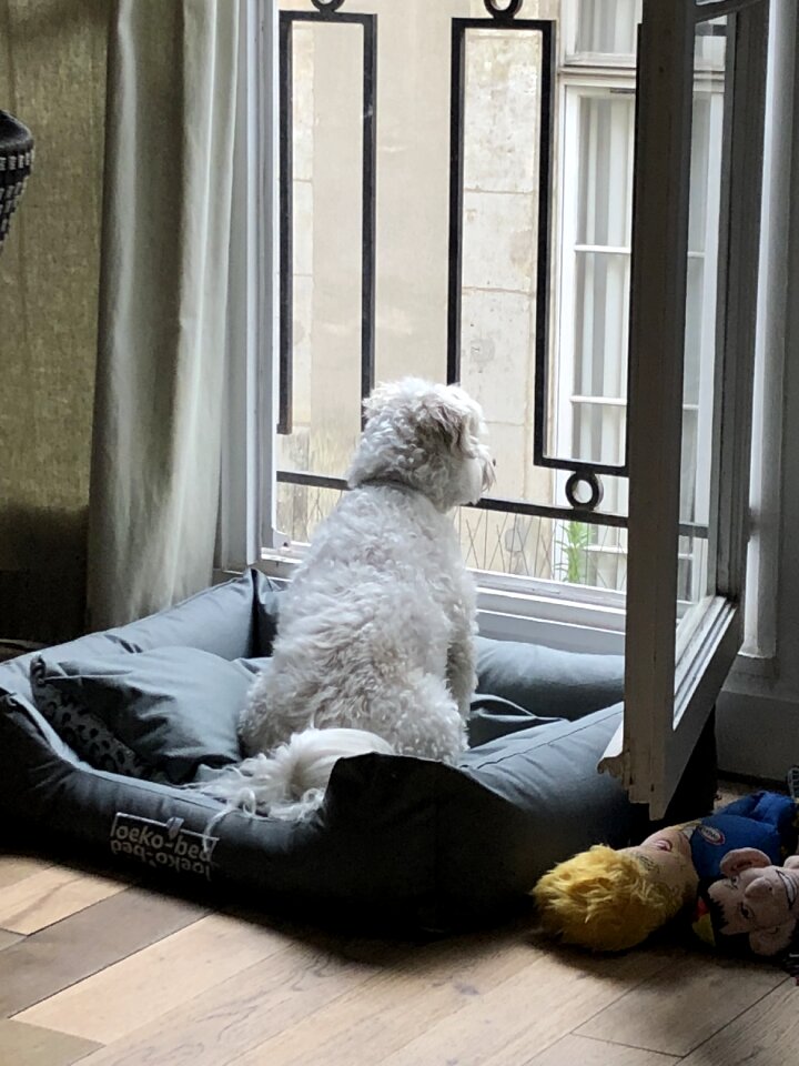 Dogs watching rear window