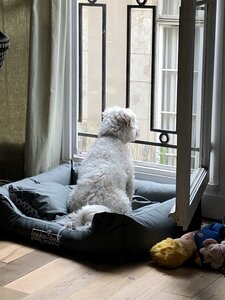 Dogs watching rear window