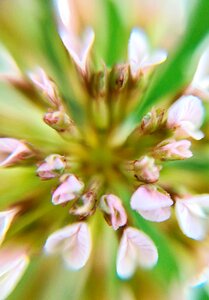 Clover flower extension tubes flowers photo
