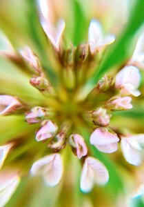 Clover flower extension tubes flowers