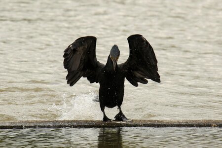 Black wings orchestra conductor