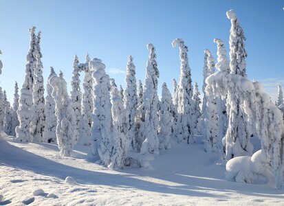 Landscapes snow tree photo