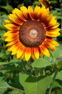 Flower flora yellow