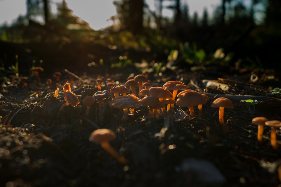 Forest forest floor summer