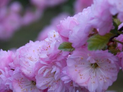 Petal garden spring photo