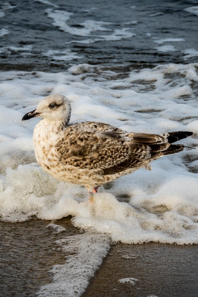 Sea surf water