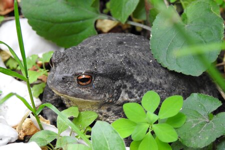 Common toad the creation of nature