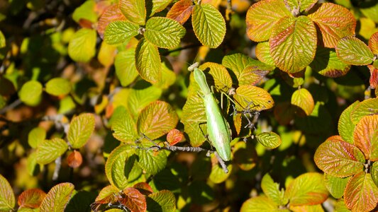 Insect insects leaves