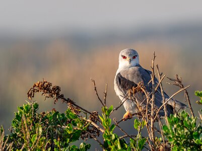 Bird hawk wildlife photo