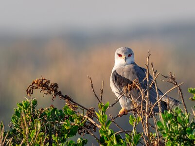 Bird hawk wildlife