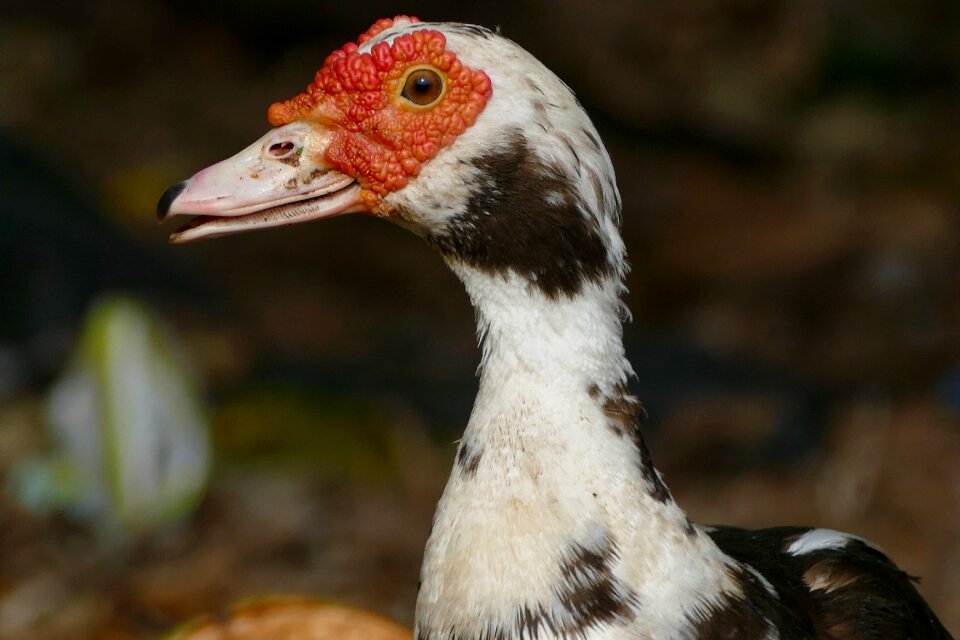 Animal feather bill