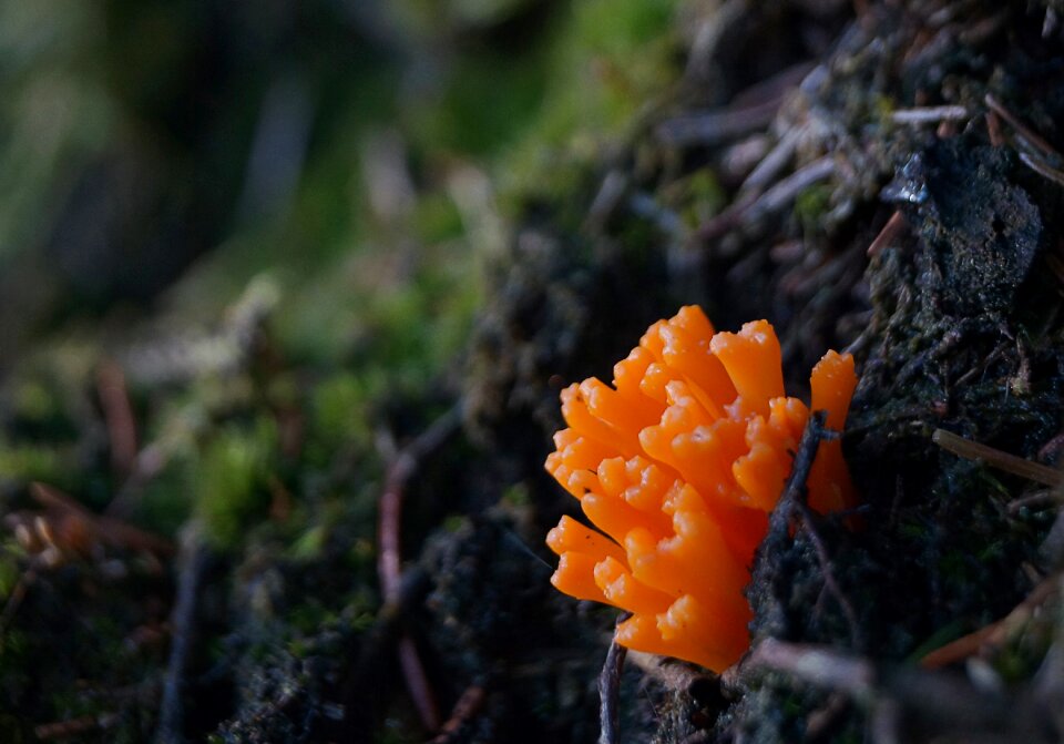 Backlighting forest forest floor