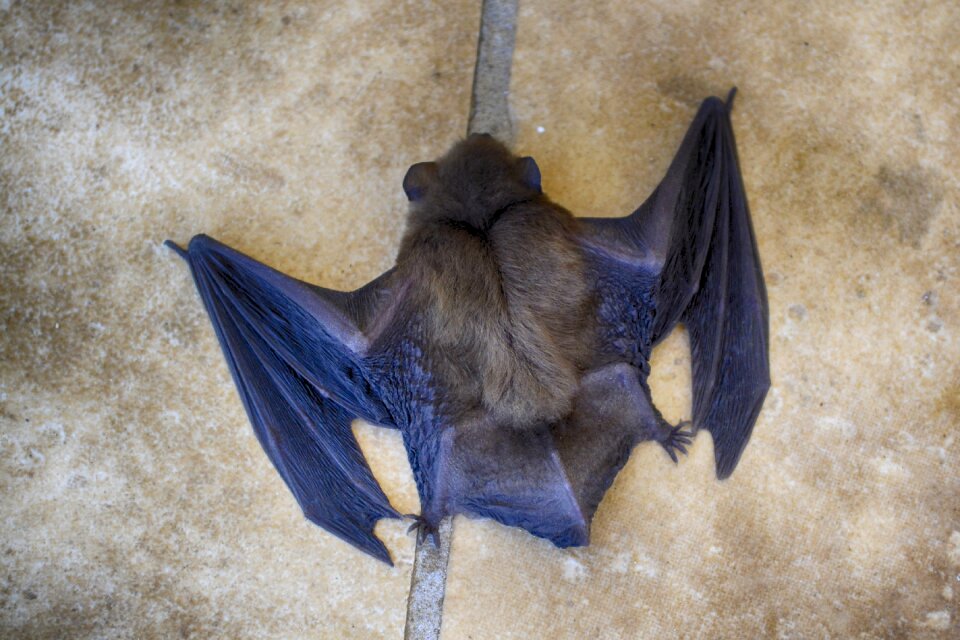 Large mammal wings