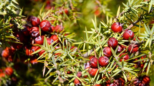 Green nature juniper