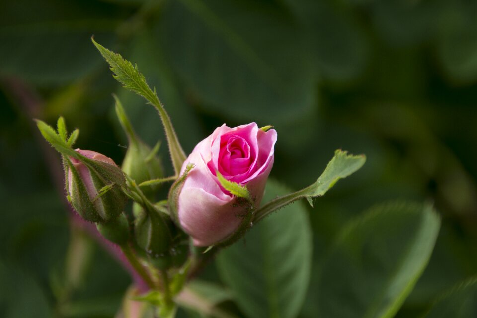 Rose blooms nature flower