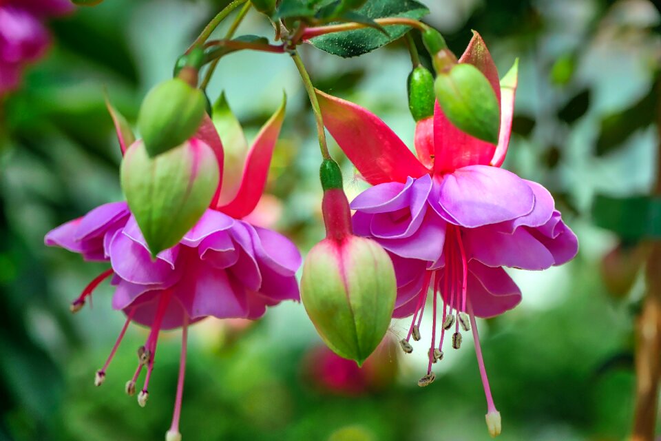Nature flora garden