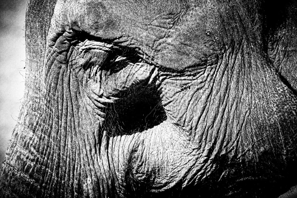 Pachyderm animal portrait zoo