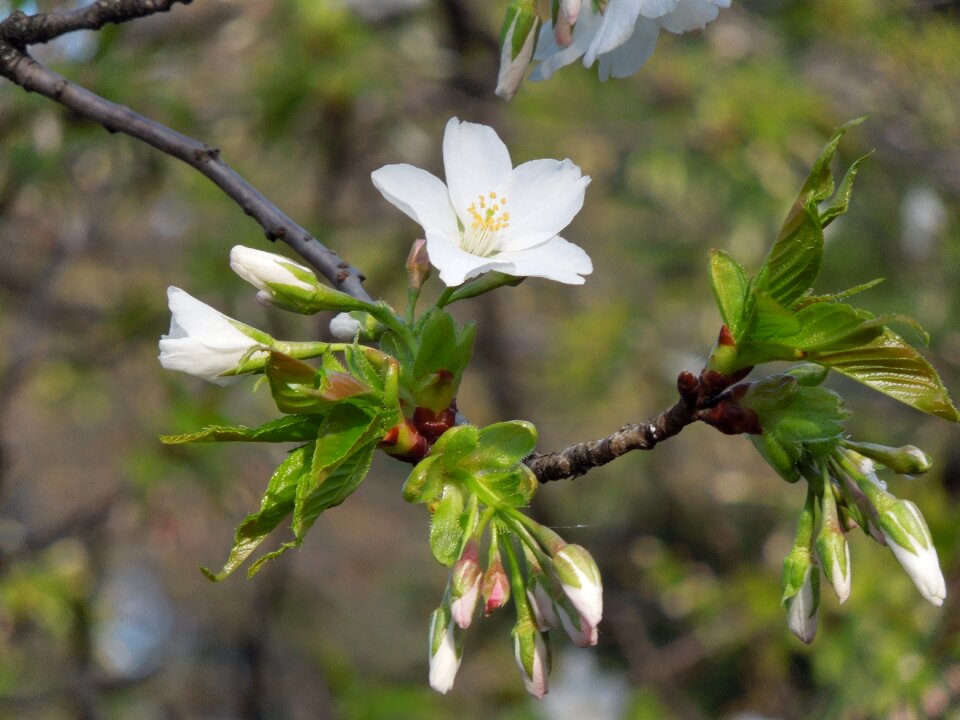 Plant spring petal