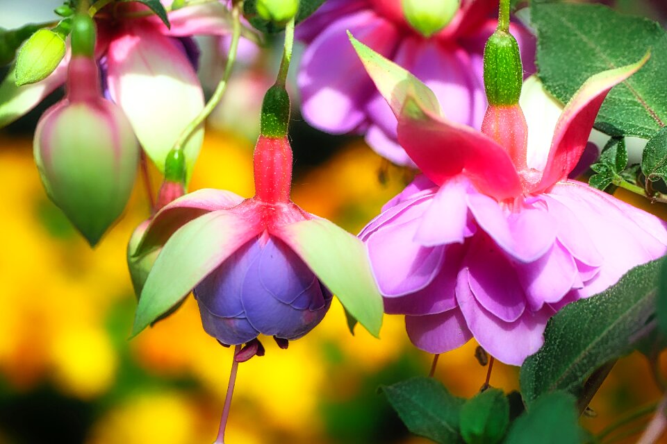 Nature flora garden