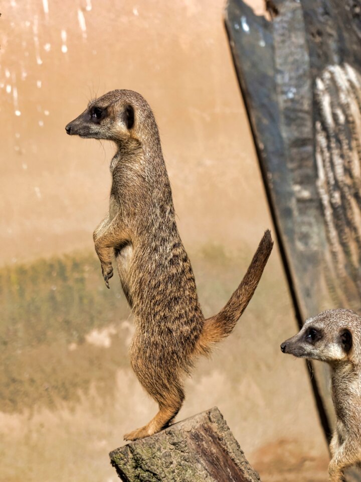 Zoo hanover animal portrait