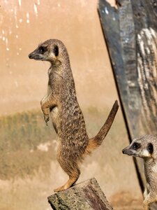 Zoo hanover animal portrait