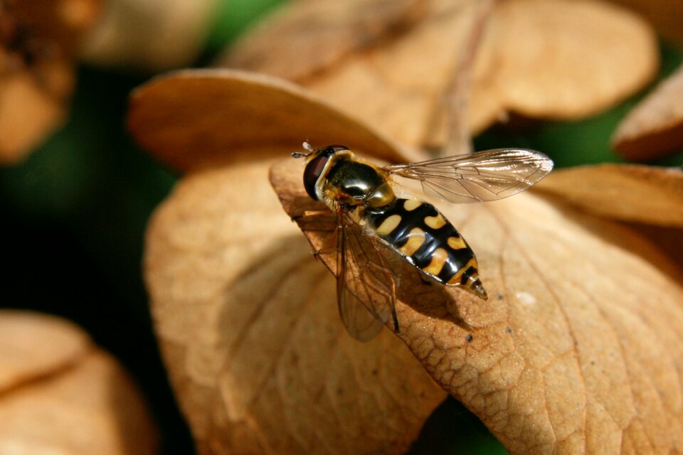 Insect close up flying photo